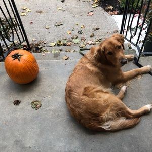 Meet your Posher, Tara